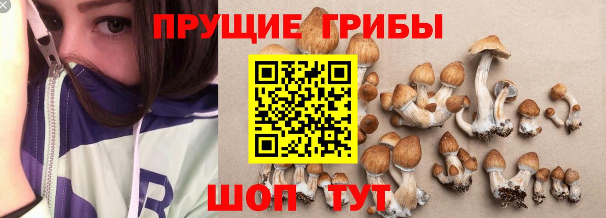 Псилоцибиновые грибы прущие грибы Заинск